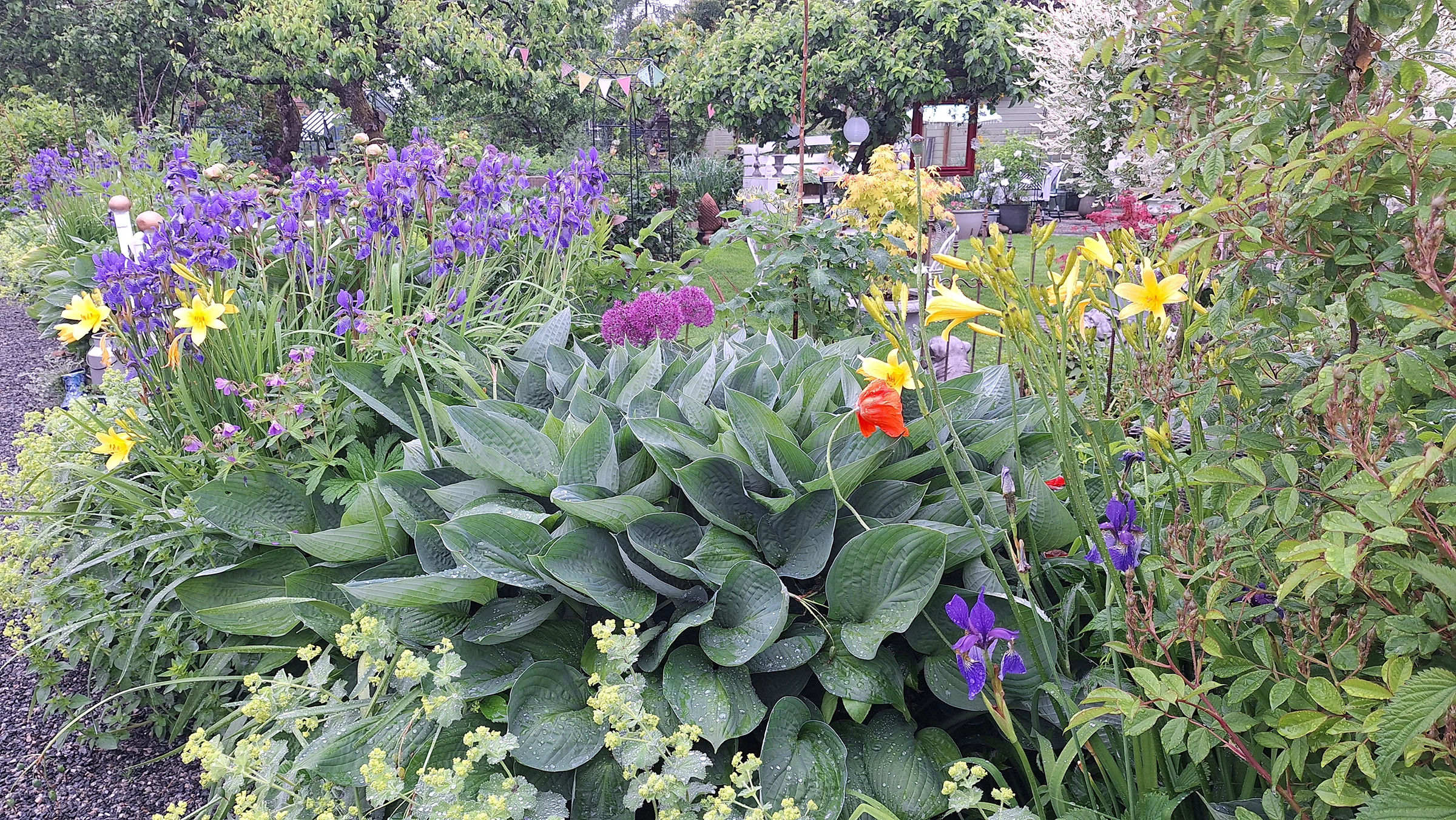 Blomster i Kongsgård kolonihage