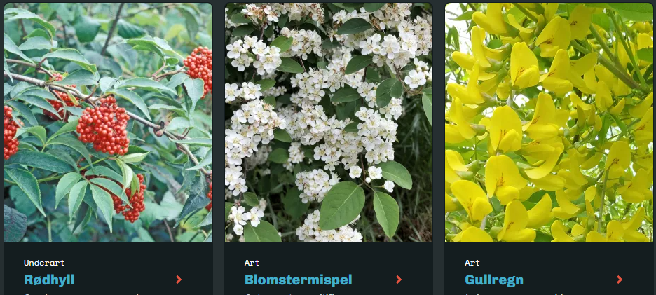 Illustrasjonsbilde av noen fremmede plantearter